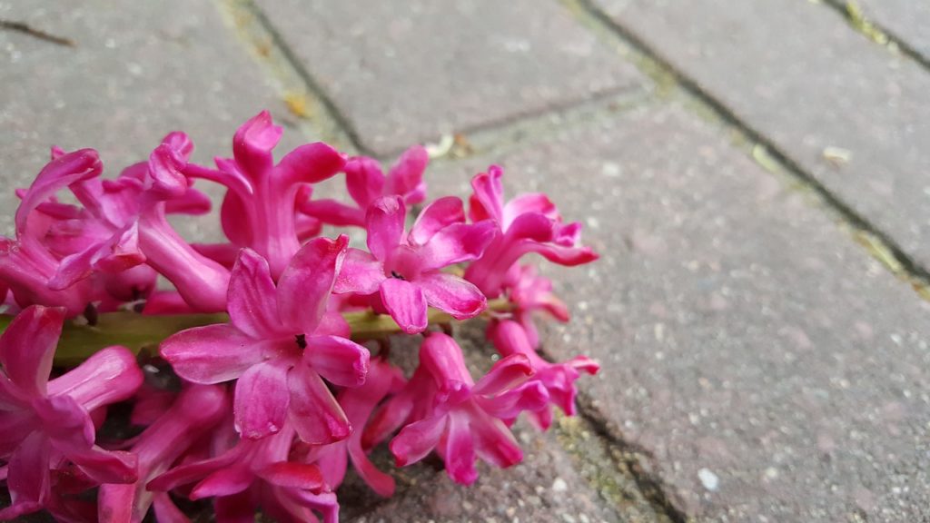 fliserens københavn